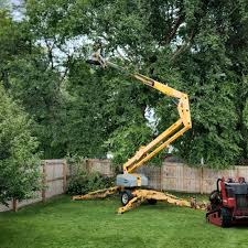 How Our Tree Care Process Works  in  Dawson Springs, KY